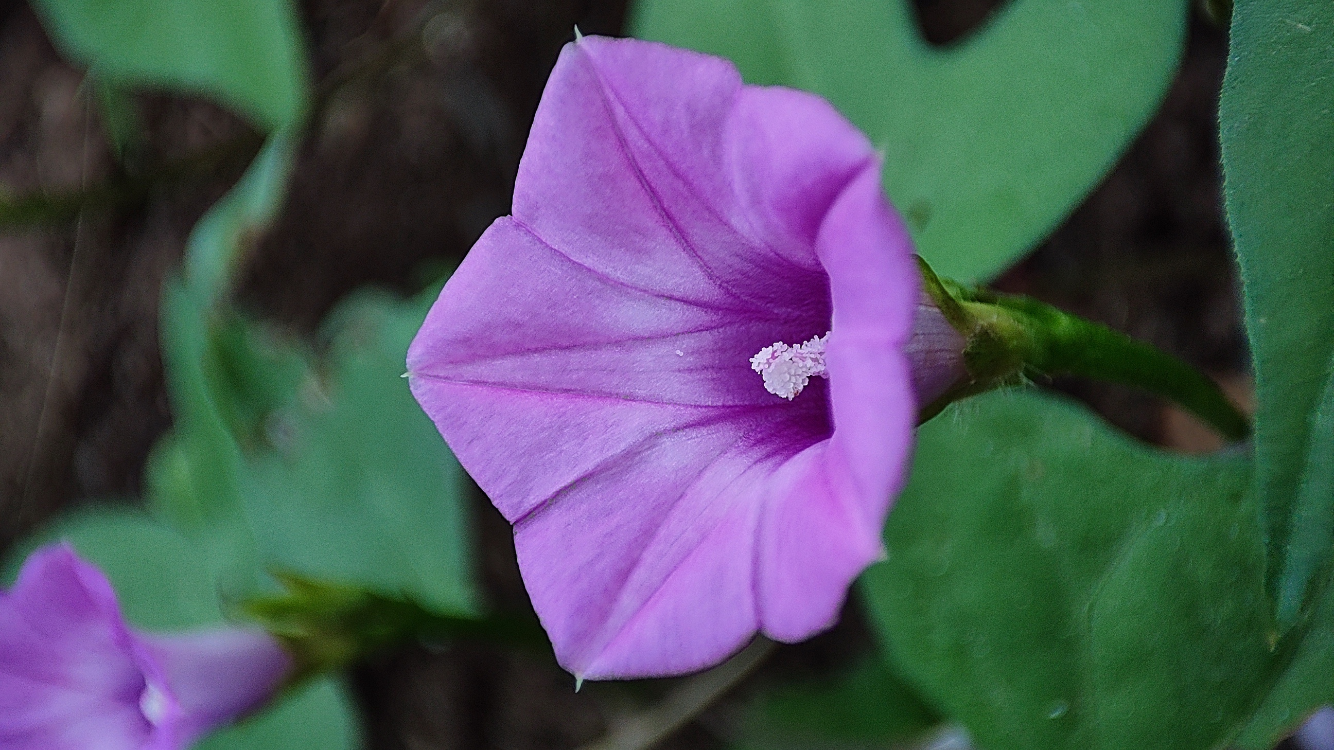 Flower 1