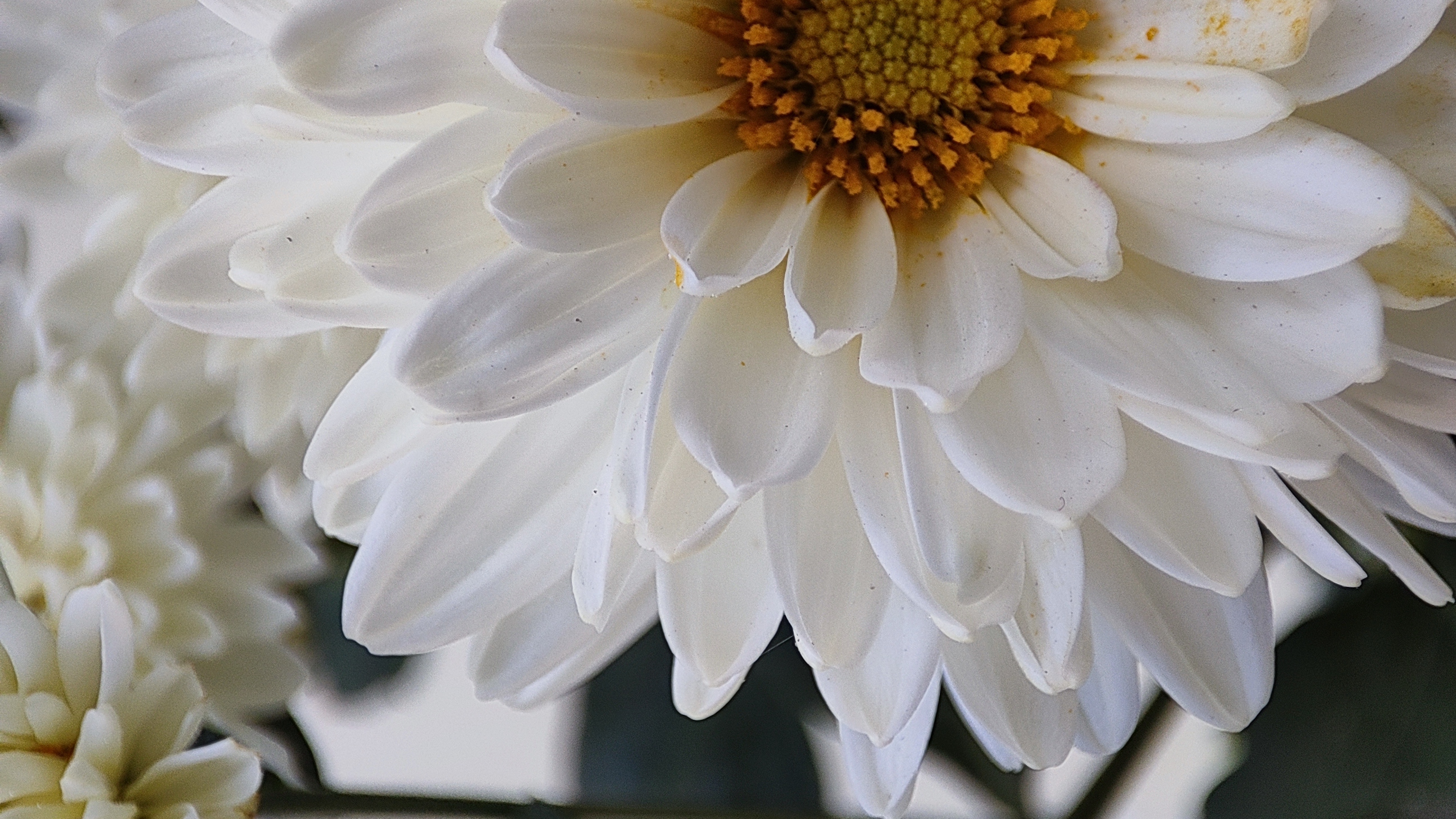Flower 11