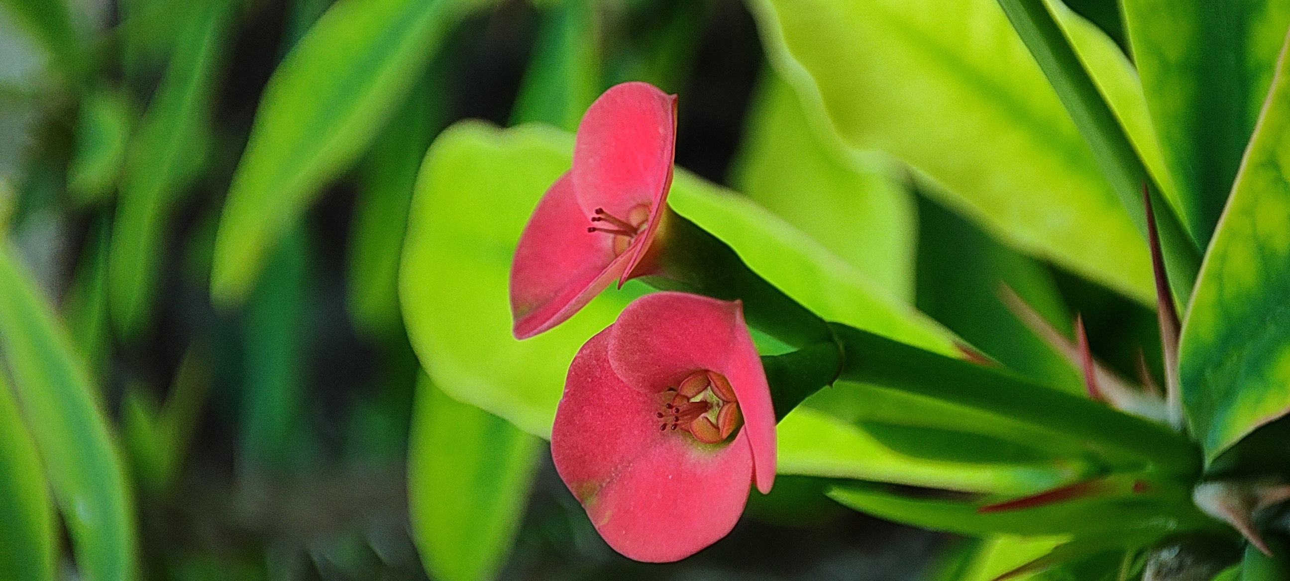 Flower 3