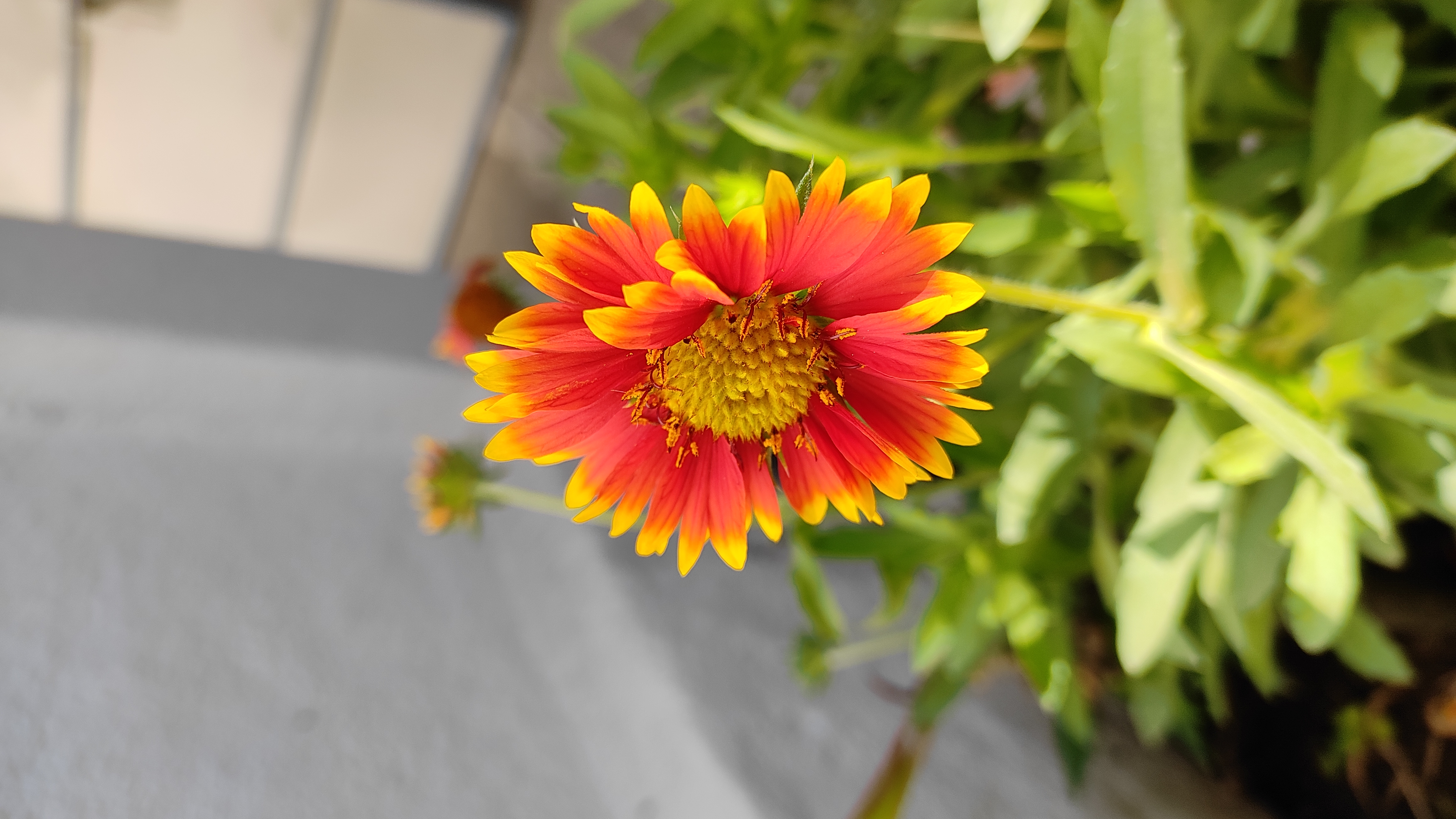 Flower 4