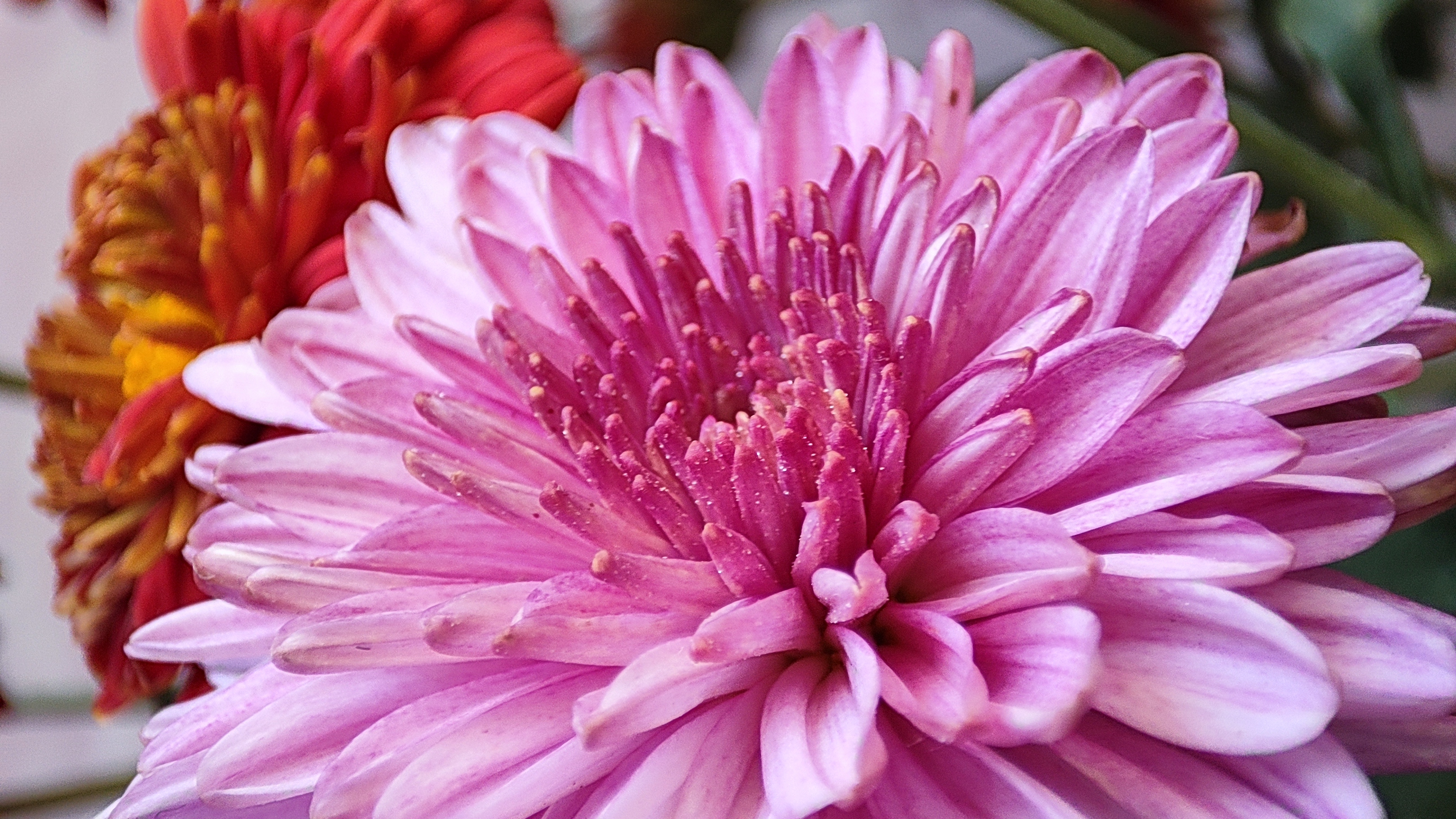 Flower 5 (Premium)