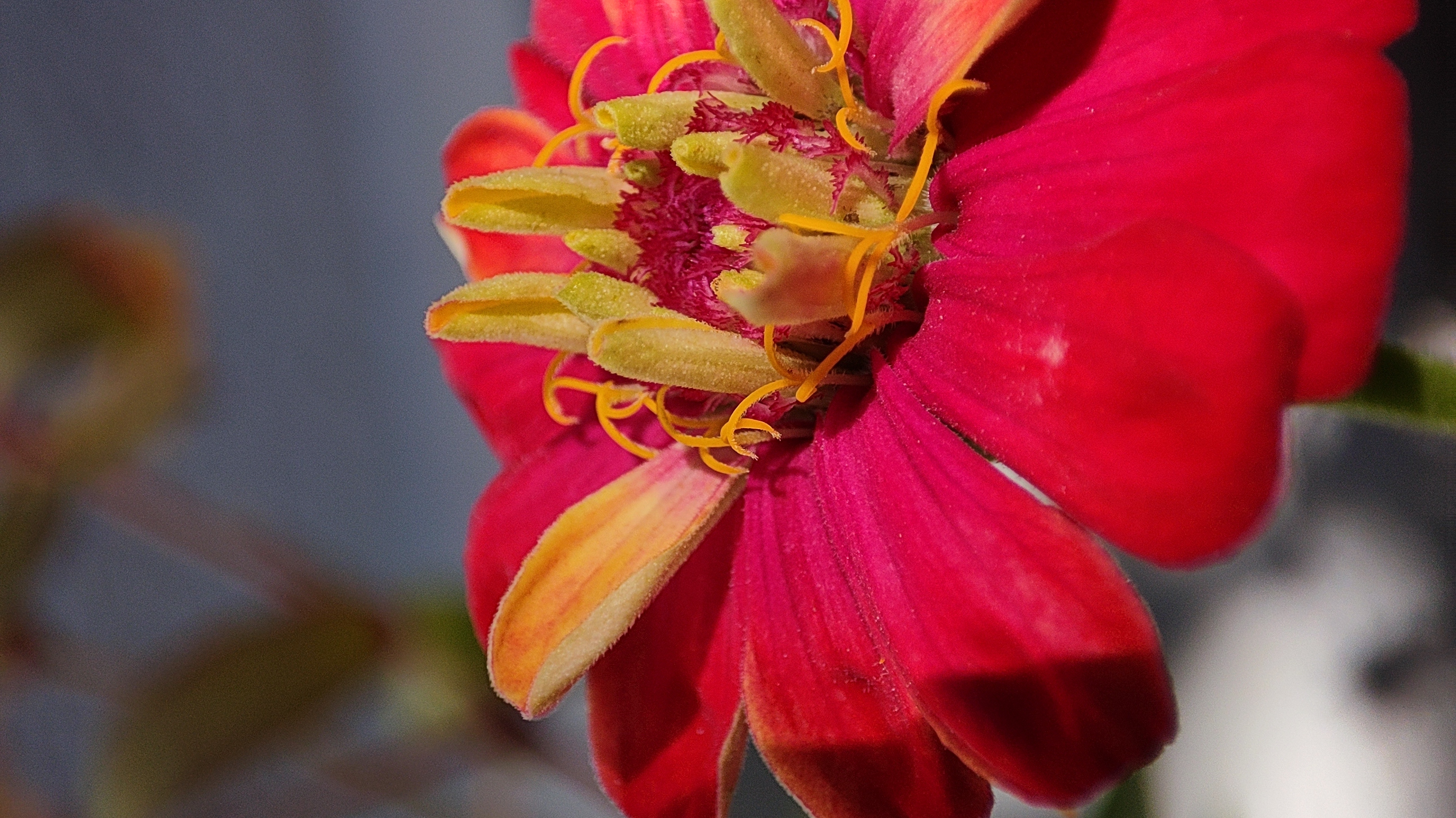 Flower 6