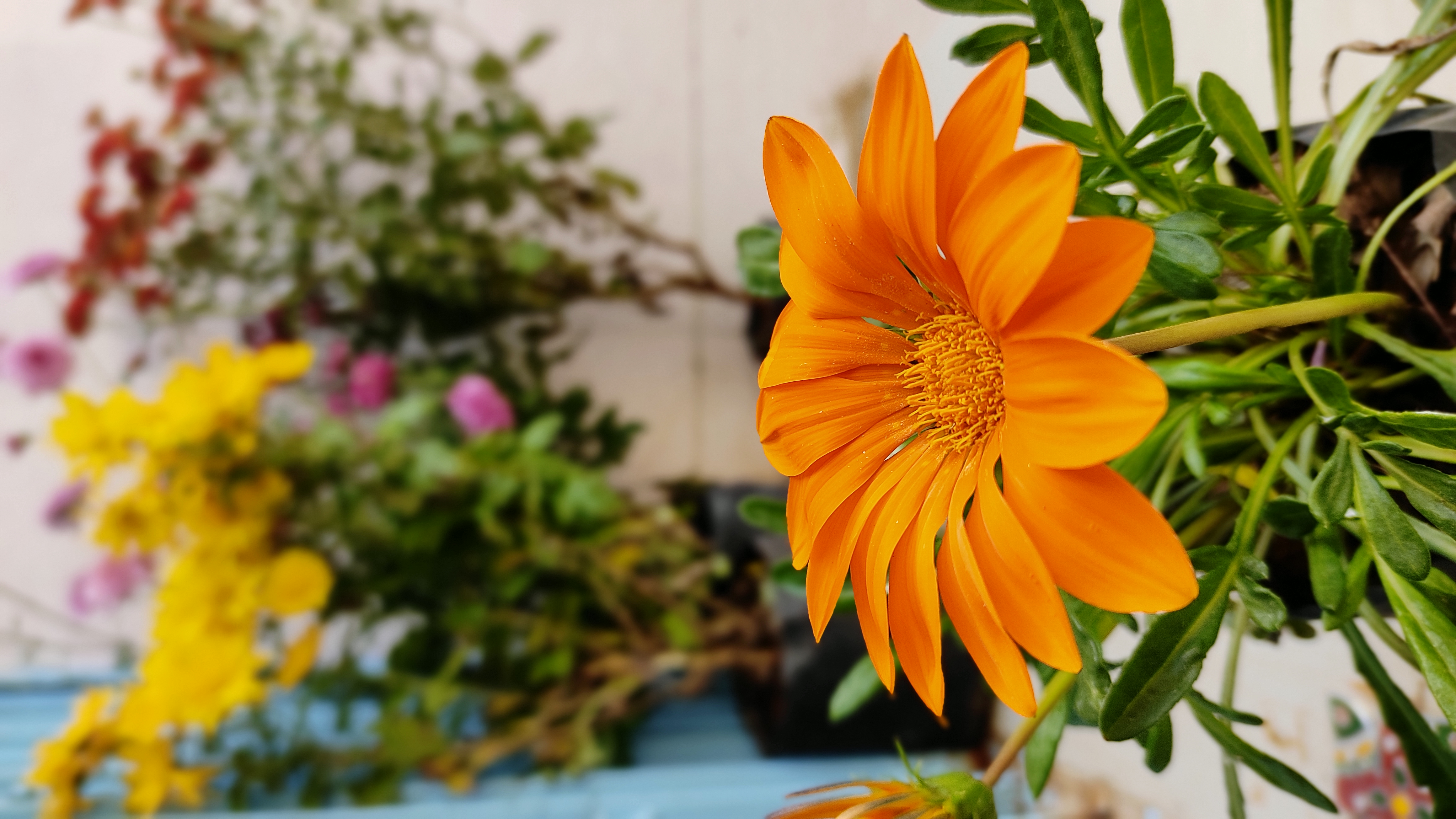 Flower 7