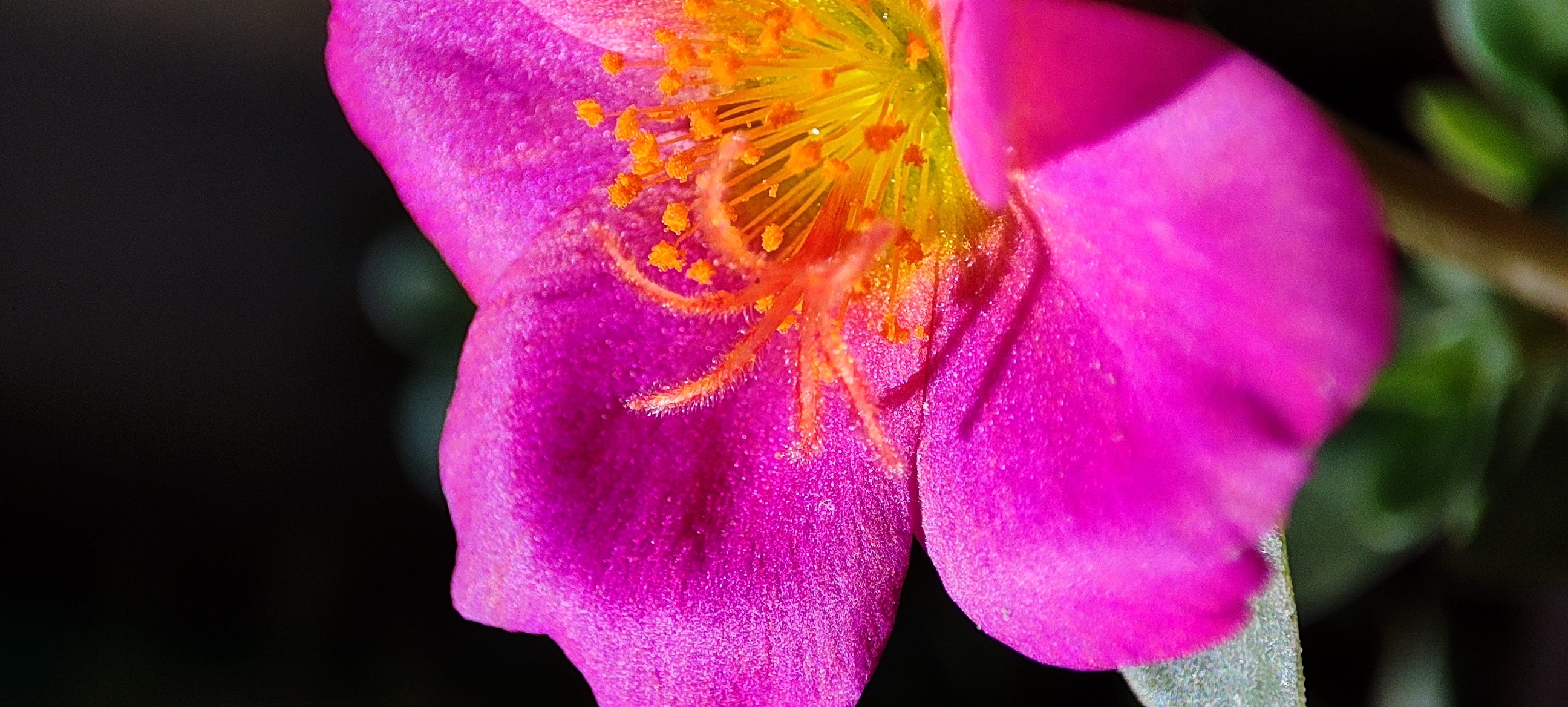 Flower 8 (Premium)