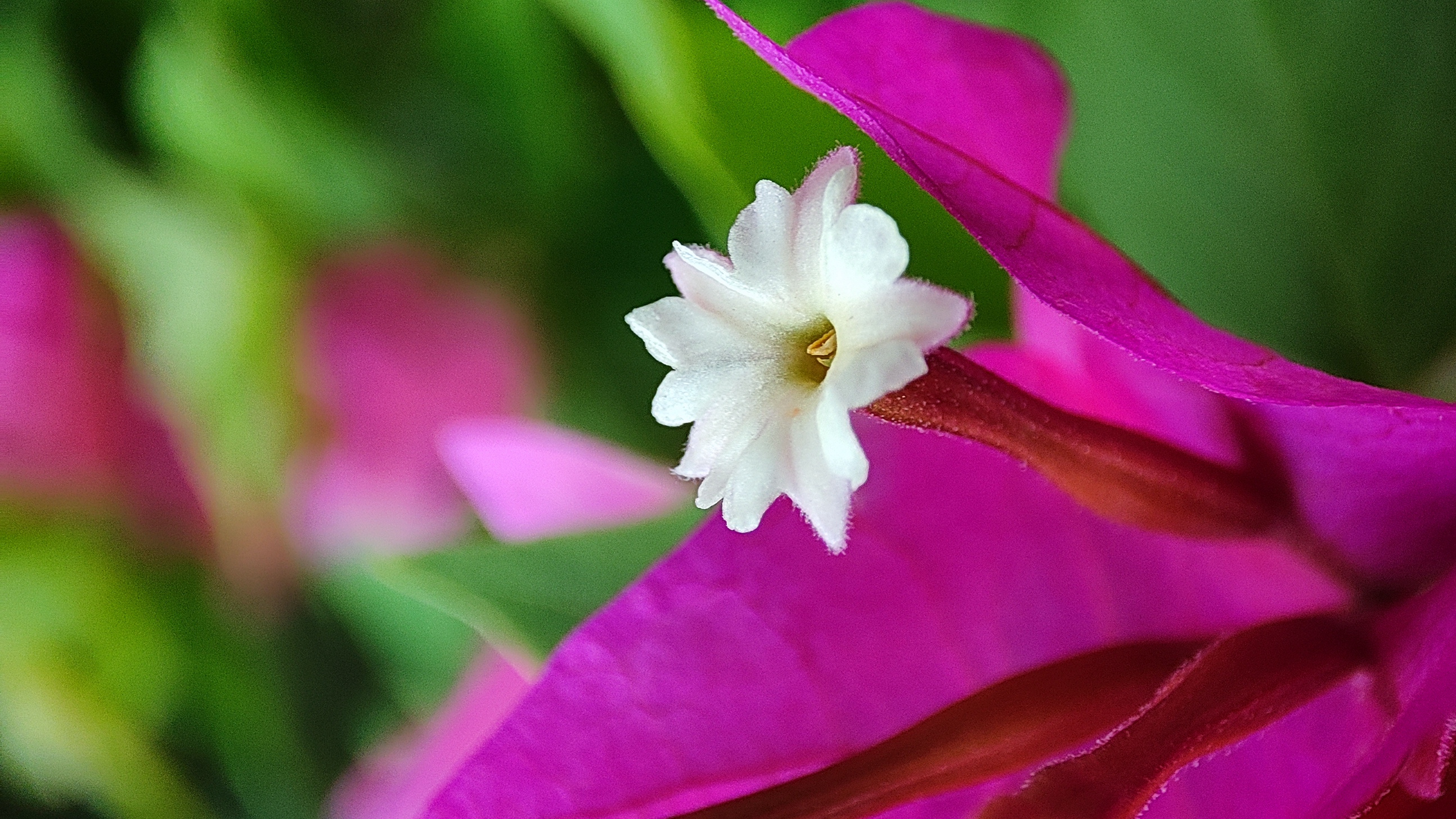 Flower 9