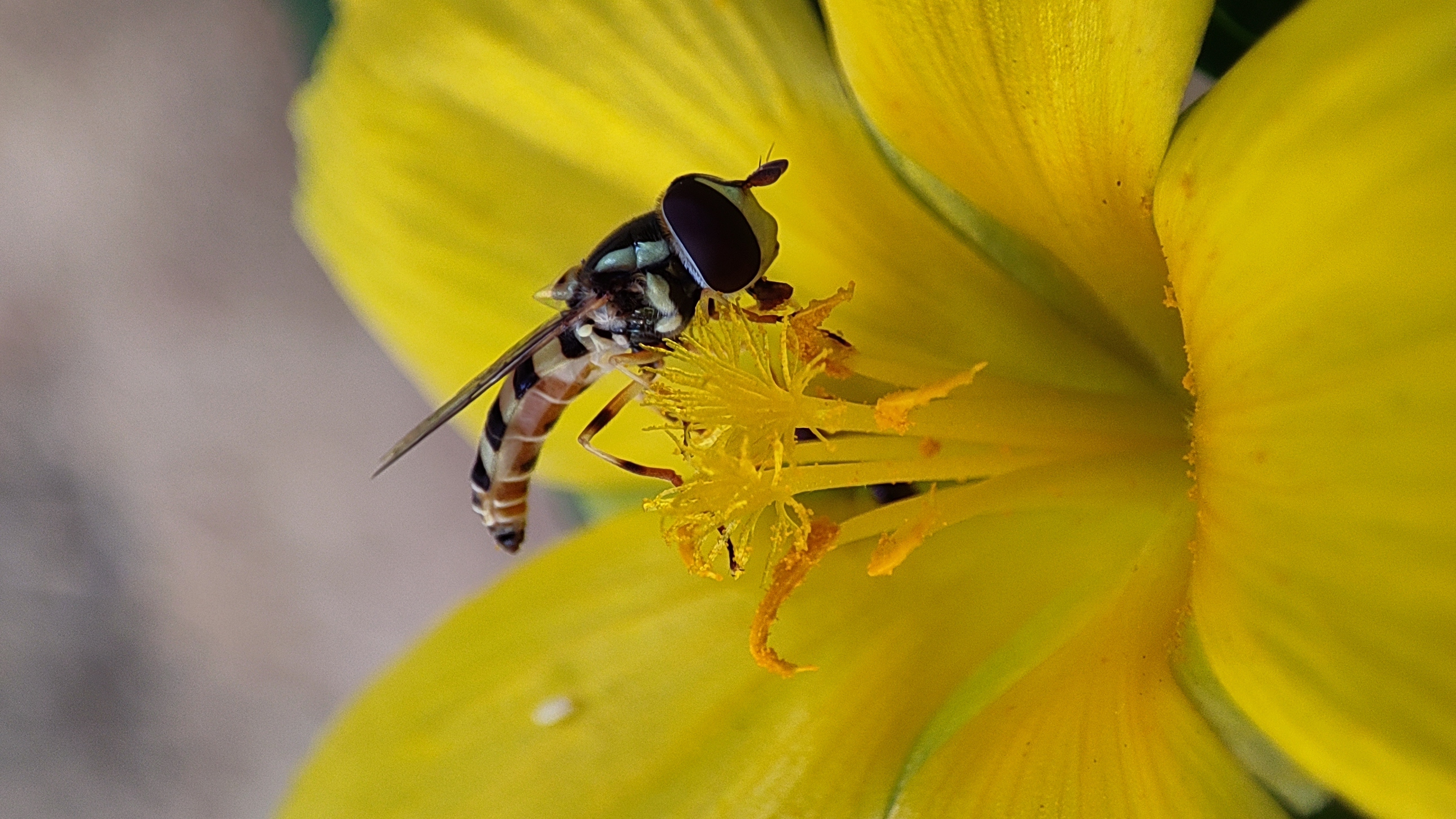 Wildlife 1