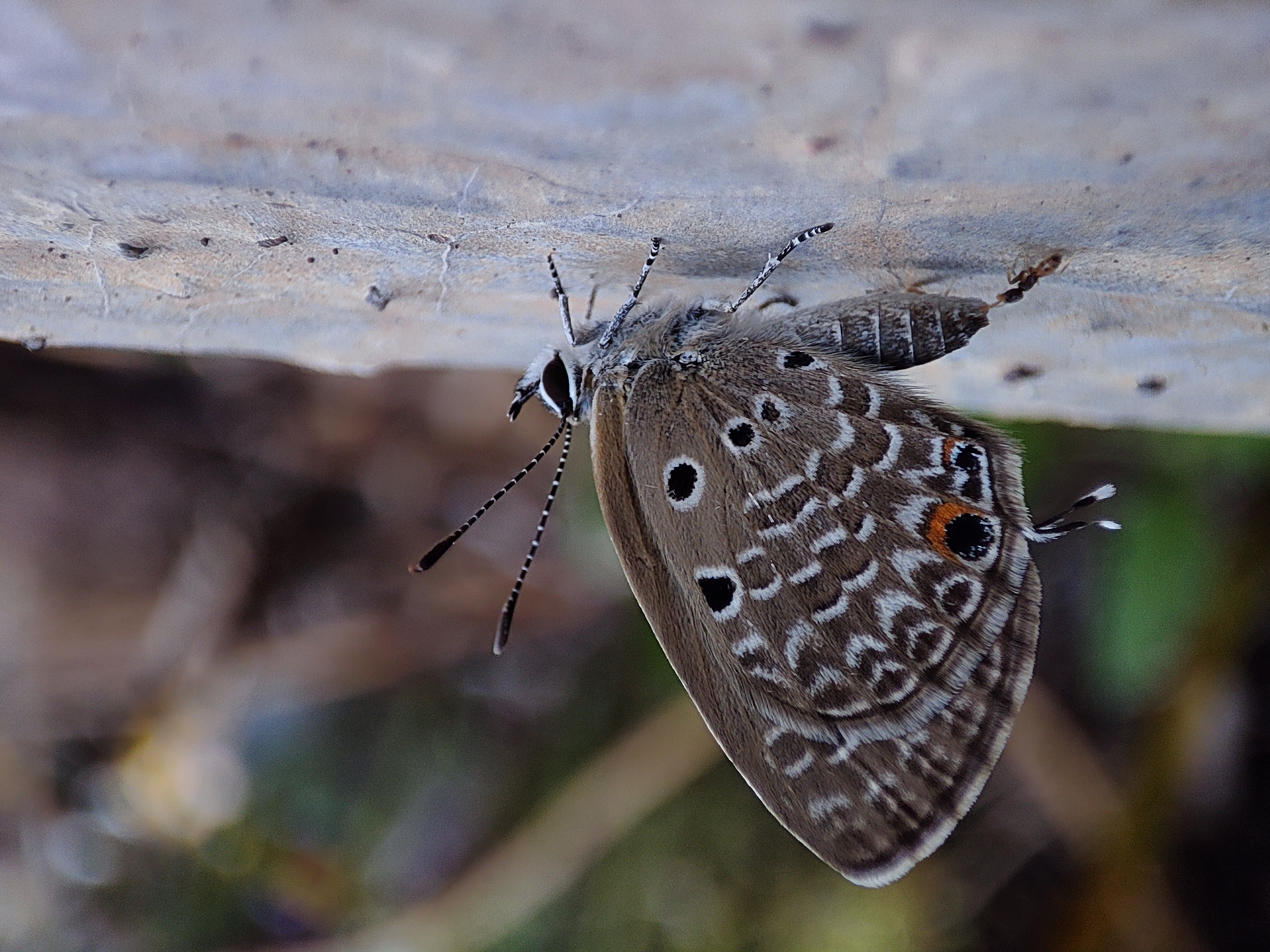 Wildlife 10