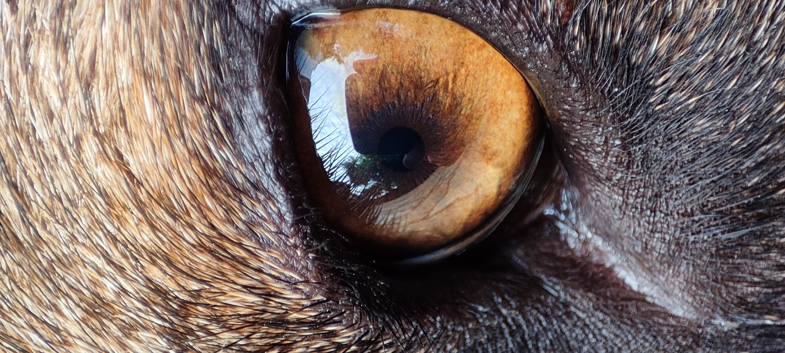 Wildlife 3