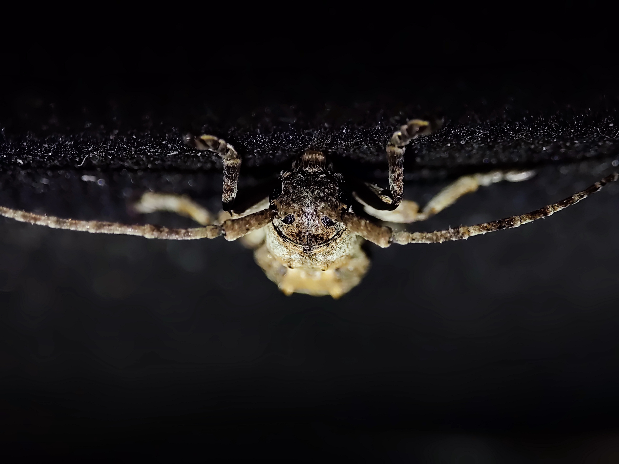 Wildlife 5