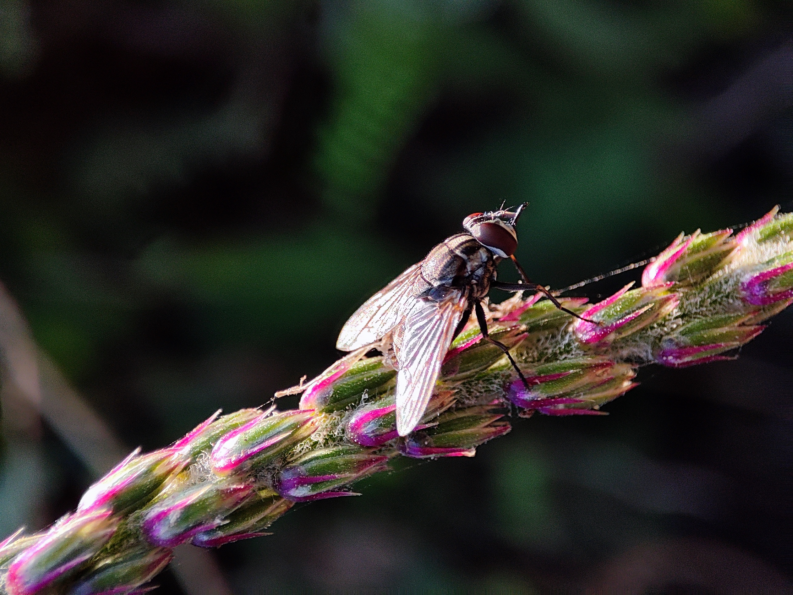 Wildlife 6 (Premium)